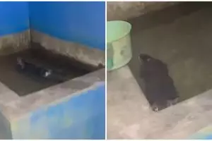 Bikin kaget, wanita ini temukan sosok tak terduga di bak mandinya