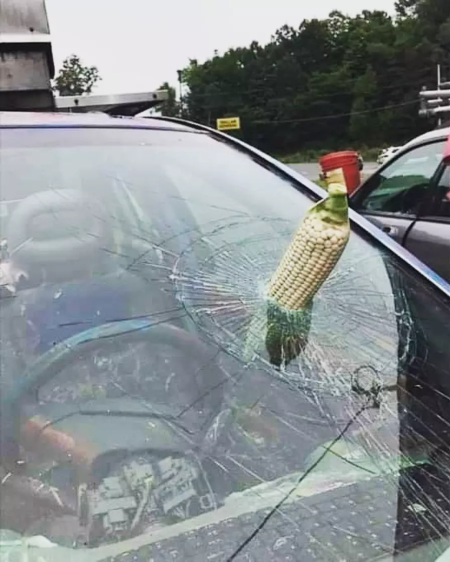 Momen apes mobil jadi kotor © 2022 berbagai sumber