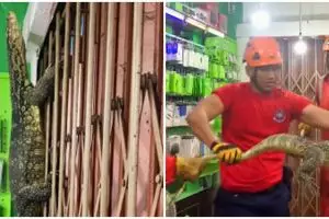 Momen tegang biawak masuk toko pulsa, berakhir dievakuasi tim Damkar