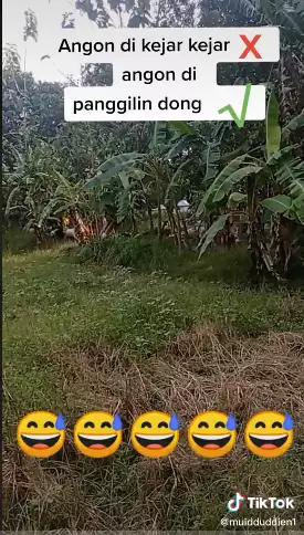 cara unik penggembala masukkan kambing ke kandang Tiktok cara unik penggembala masukkan kambing ke kandang Tiktok