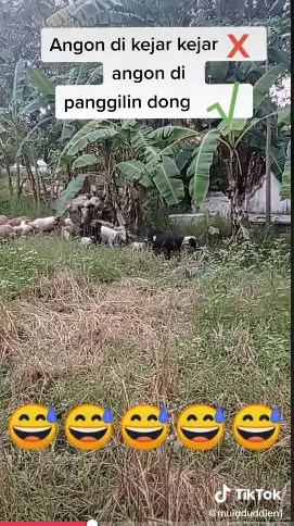 cara unik penggembala masukkan kambing ke kandang Tiktok cara unik penggembala masukkan kambing ke kandang Tiktok
