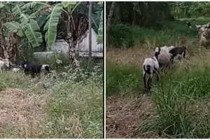 Bukan dihalau, cara penggembala masukkan kambing ke kandang ini unik