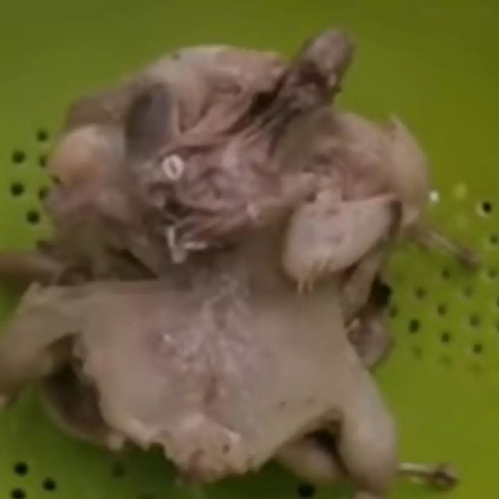 5 Trik masak burung puyuh agar empuk, bumbu meresap dan antialot