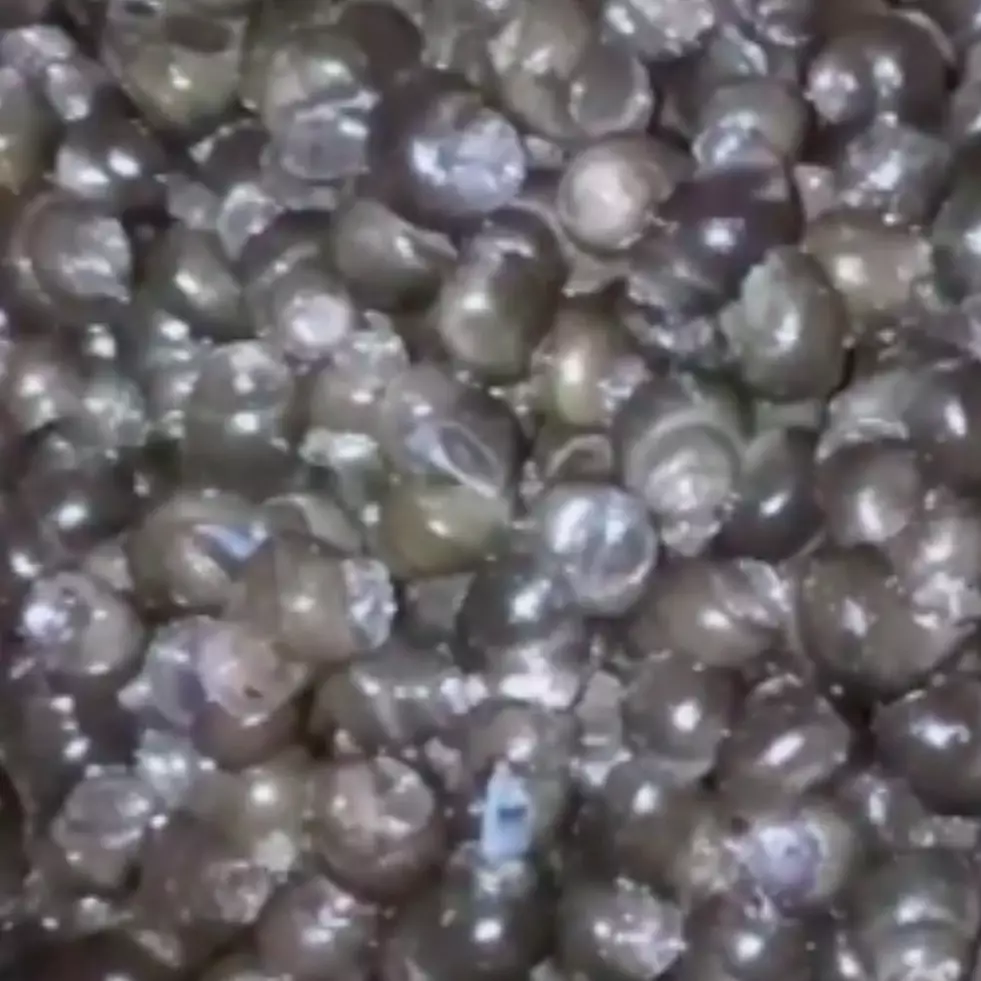 Pakai air cucian beras, ini cara mudah hilangkan lendir keong sawah