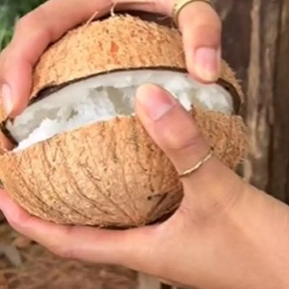 Jarang diketahui, begini bentuk isi kelapa kopyor asli