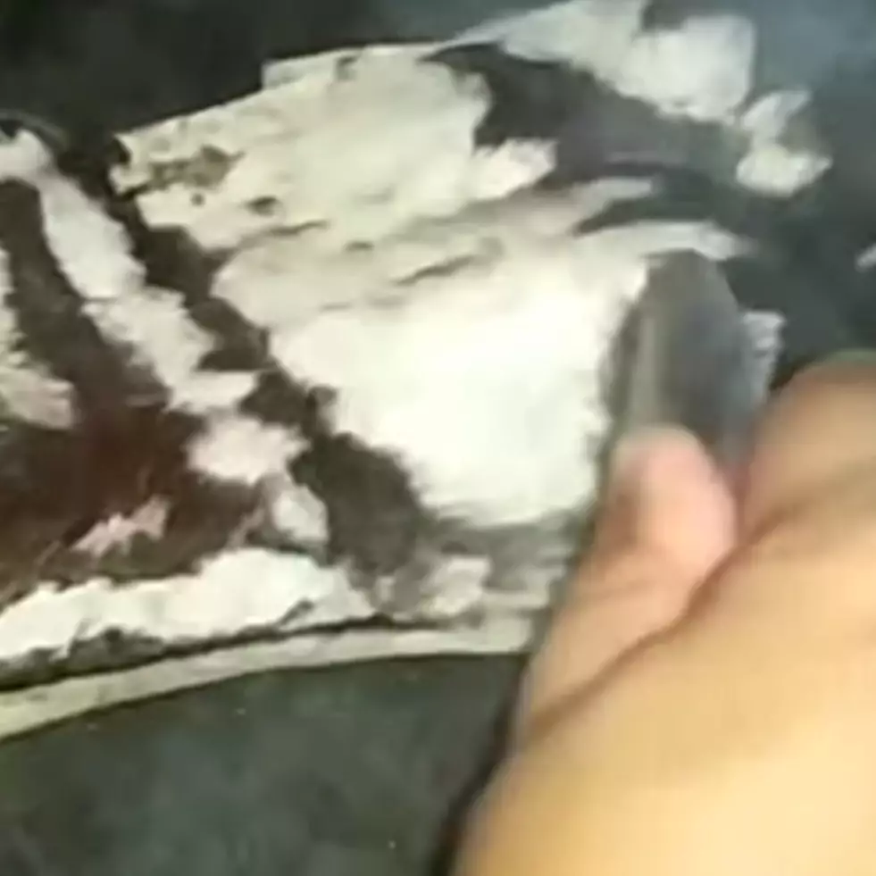 Cuma pakai sendok, ini cara mudah bersihkan bulu pada kulit sapi