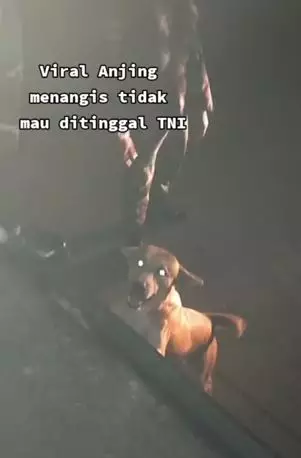 Momen haru anjing tak mau ditinggal anggota TNI TikTok