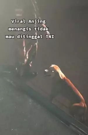 Momen haru anjing tak mau ditinggal anggota TNI TikTok