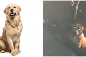 Momen haru anjing emoh ditinggal anggota TNI, berusaha panjat mobil