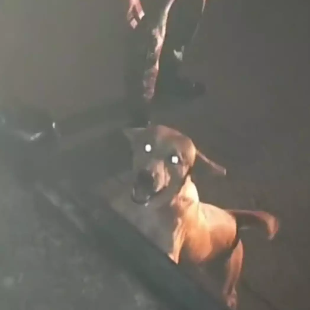 Momen haru anjing emoh ditinggal anggota TNI, berusaha panjat mobil