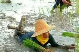 11 Tingkah kocak orang saat di sawah, ada-ada saja