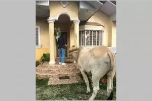 11 Momen lucu cowok mau ngasih kejutan, bawa hadiah tak terduga