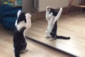 15 Pose hewan waktu bercermin ini bikin yang lihat nggak habis pikir