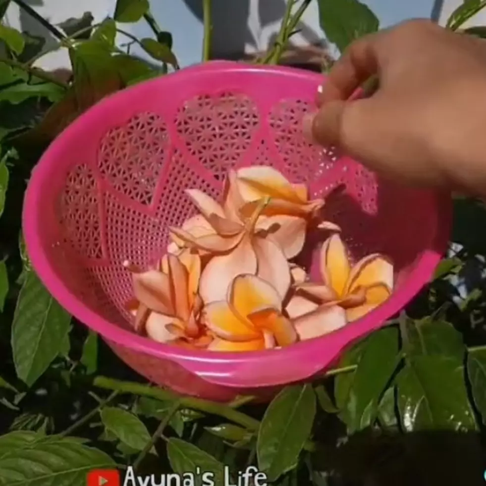 Unik dan tak biasa, wanita ini bikin keripik dari bunga kamboja