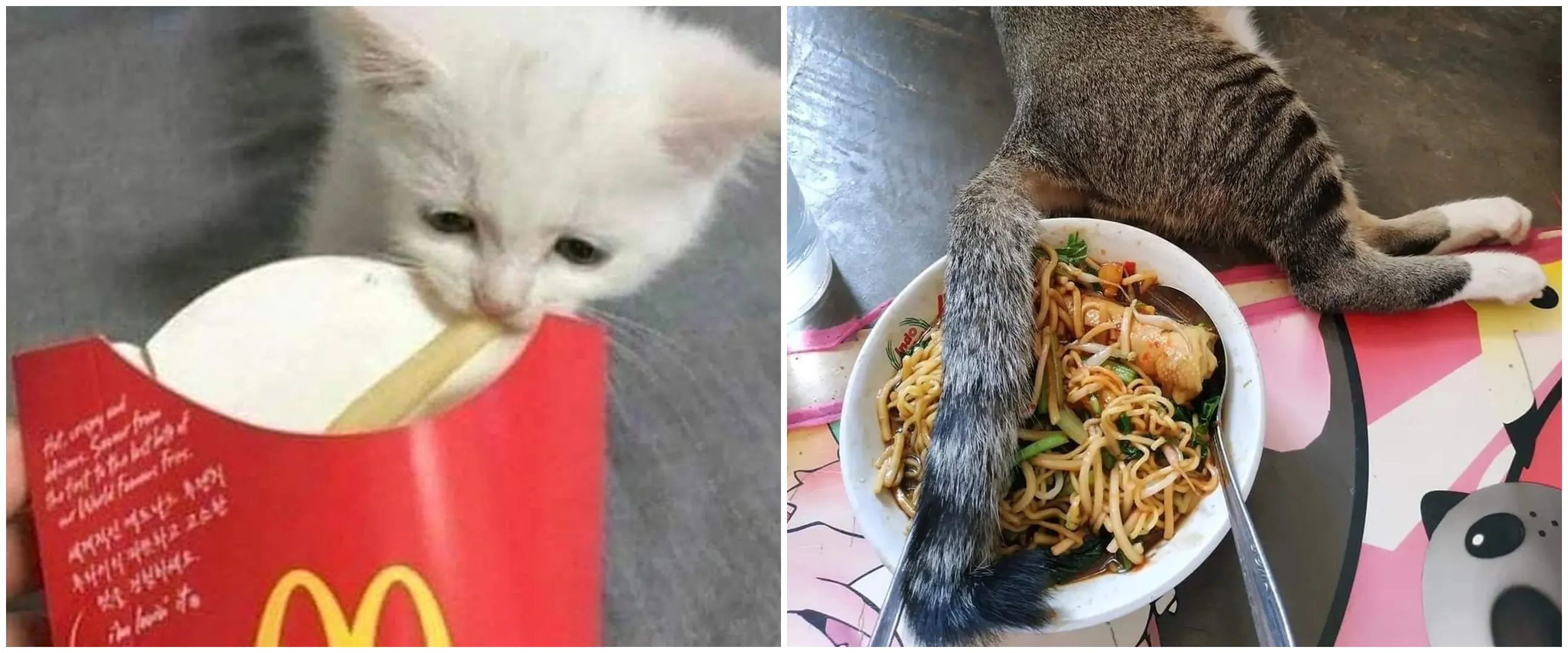 11 Momen apes orang lagi makan diganggu hewan, nafsu menyantap lenyap