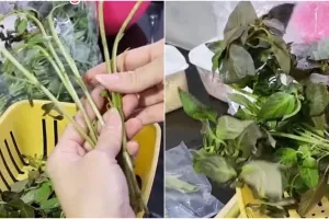 Trik sederhana memisahkan daun kemangi dari batangnya, tanpa ribet