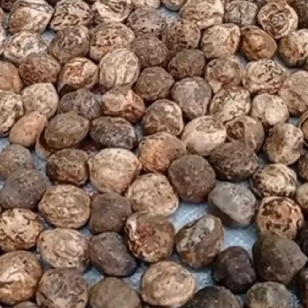 Tak banyak yang tahu, ini cara mengupas biji kemiri agar tidak pecah