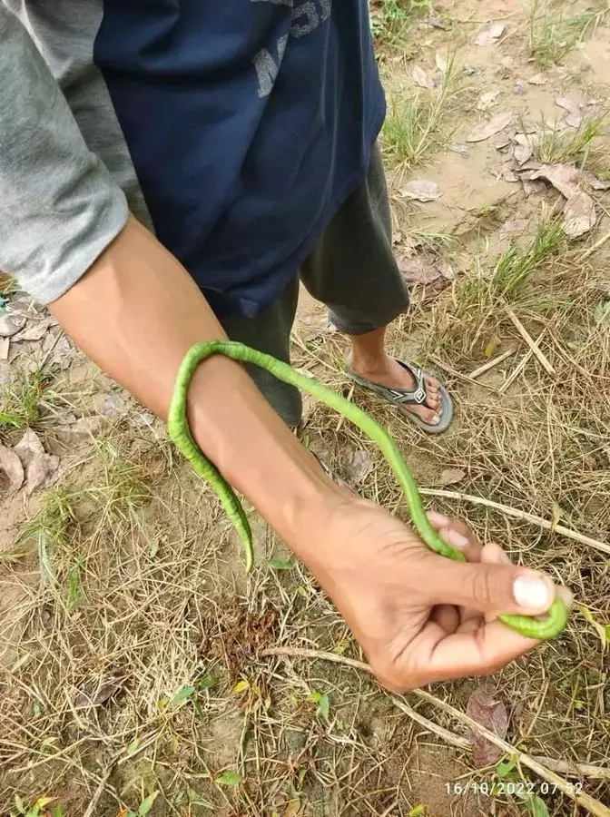 mirip hewan bikin kaget penampakannya © berbagai sumber