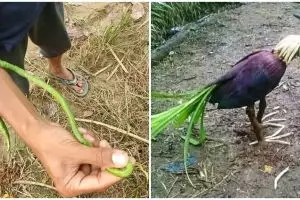 13 Potret mirip hewan ini awalnya bikin kaget, penampakannya menipu