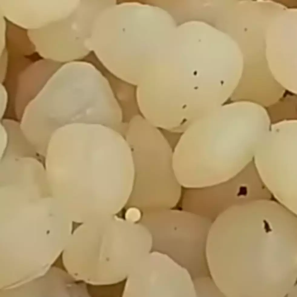 Trik mudah dan cepat mengupas kolang-kaling agar berbentuk bulat utuh