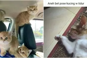 11 Status lucu pengguna Facebook ini curhat suka duka pelihara kucing