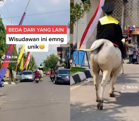 wisudawan datang ke kampus naik sapi © TikTok