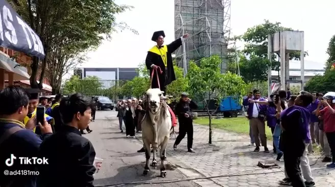 wisudawan datang ke kampus naik sapi © TikTok