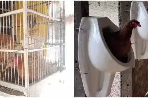 11 Potret lucu di kandang ayam ini bikin heran sekaligus ngakak