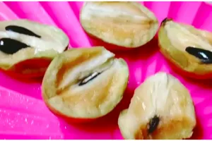 Cara mematangkan buah sawo secara alami, cuma pakai dua bahan