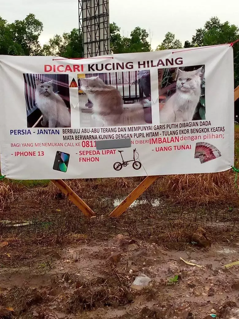 kucing hilang hadiah iPhone © berbagai sumber kucing hilang hadiah iPhone © berbagai sumber
