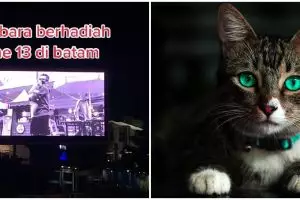 Sayembara cari kucing hilang berhadiah iPhone 13 ini bikin terenyuh