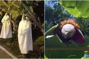 13 Penampakan nyeleneh di pohon pisang, ada yang bikin jantungan