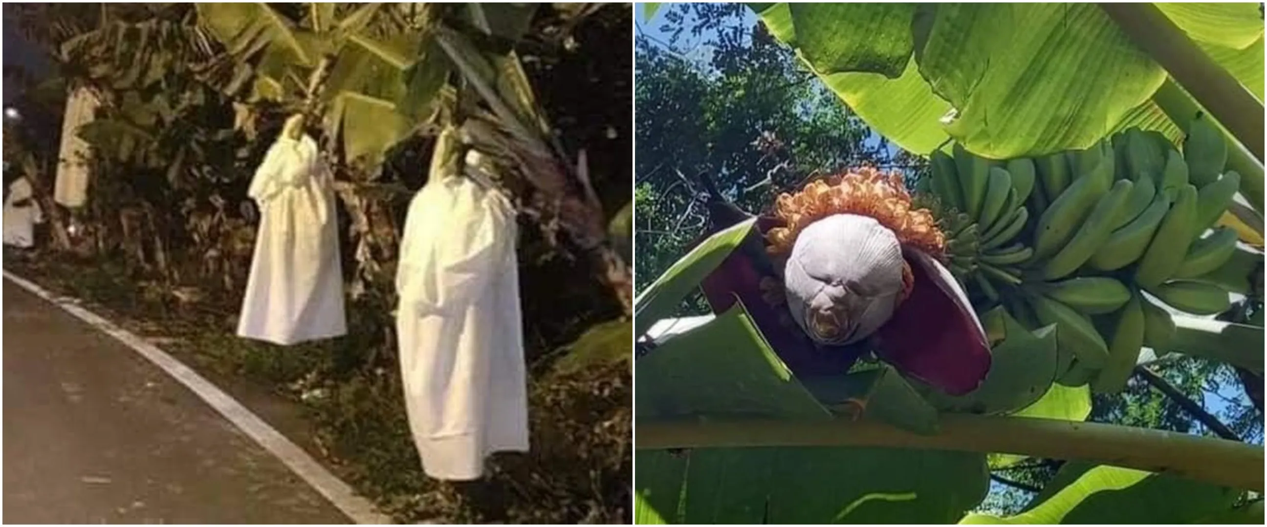13 Penampakan nyeleneh di pohon pisang, ada yang bikin jantungan