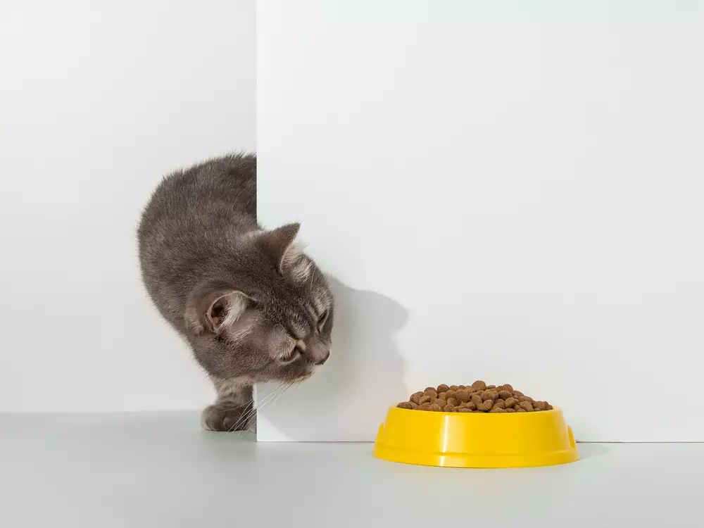 peralatan kucing © shutterstock.com