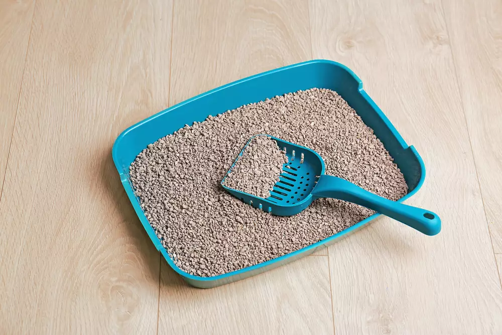 peralatan kucing © shutterstock.com