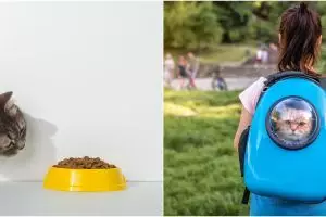 Ingin memelihara kucing? Ini 5 peralatan yang wajib dimiliki