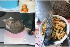 11 Potret apes akibat kucing tidur sembarangan, mau kesel tapi gemas