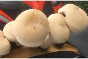 11 Potret kendaraan ditumbuhi tanaman ini bikin geleng kepala