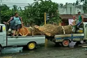 Bikin pengendara lain ketar-ketir, ini 13 potret kendaraan angkut barang tak terduga