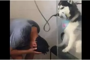 13 Aksi lucu hewan bisa diajak kerja sama dengan manusia, kompaknya bikin ngakak