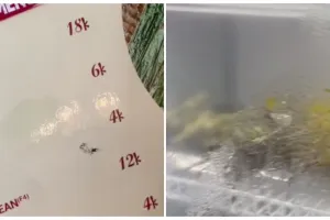 Beli jagung Rp 4 ribu di restoran, pesanan wanita ini tak sesuai ekspektasi