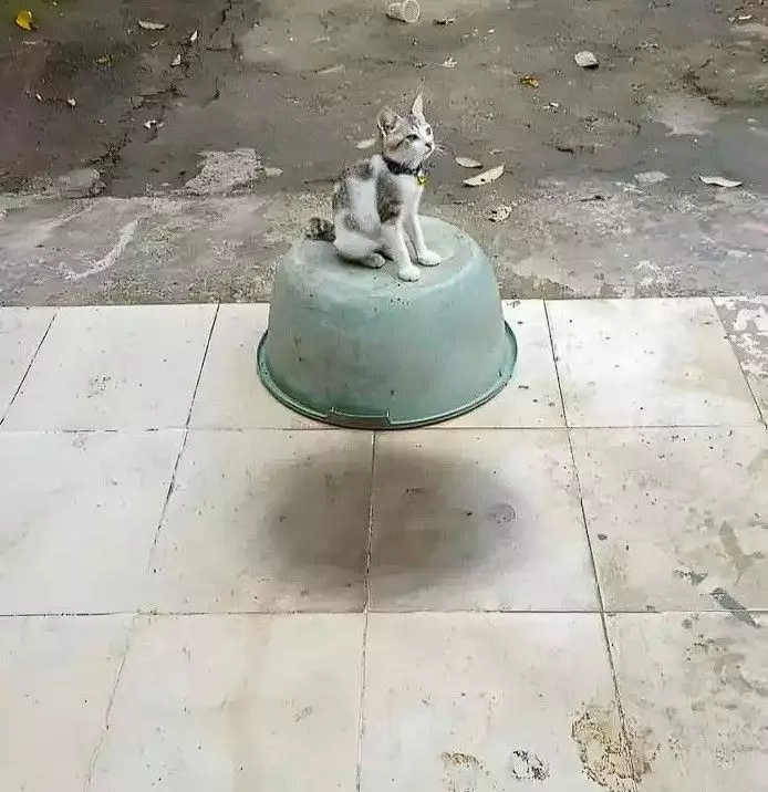 potret absurd dilihat dua kali © berbagai sumber