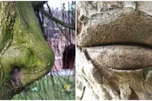 11 Penampakan lucu di batang pohon ini mirip anggota tubuh manusia