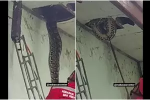 Detik-detik dramatisnya petugas damkar evakuasi ular piton 8 meter di plafon rumah warga di Makassar