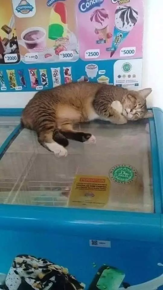 potret hewan di warung bikin salfok © berbagai sumber potret hewan di warung bikin salfok © berbagai sumber