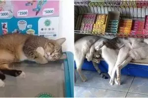 15 Potret keberadaan hewan di warung ini bikin para pembeli salah fokus