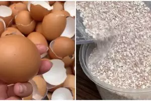 9 Manfaat ampas cangkang telur untuk dapur, bisa usir serangga