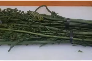 Trik jitu mencuci sayur pakis agar tidak bau langu dan rasa sepetnya hilang