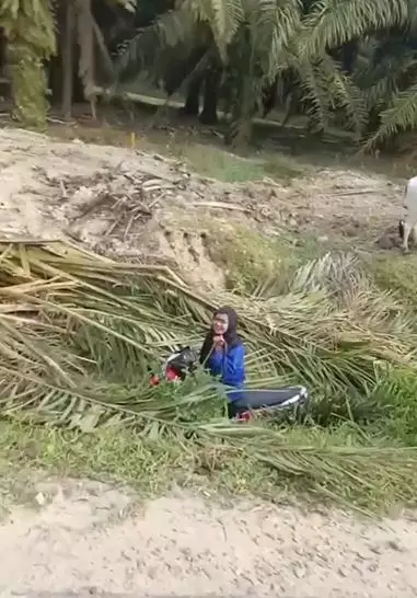 Momen apes dua cewek jatuh di lubang usai tersenggol sapi TikTok
