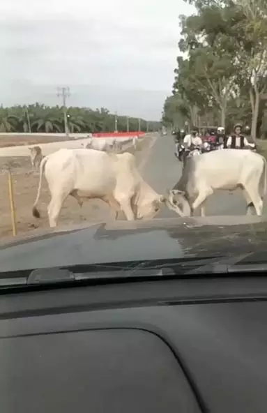 Momen apes dua cewek jatuh di lubang usai tersenggol sapi TikTok